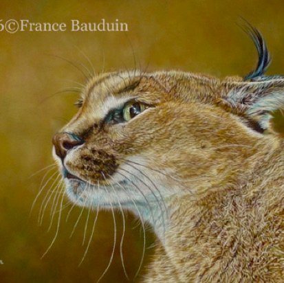 Angry Caracal - 34 hours
Brown Pastelmat Board
9.5" x 13"
Ref.: Pascal Lefebvre